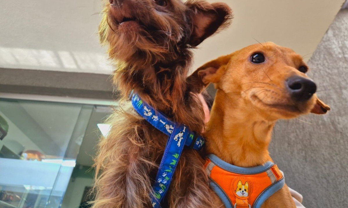 Em comemora&ccedil;&atilde;o aos 100 anos da entidade, neste s&aacute;bado (14/6), a SMPA promove um evento de ado&ccedil;&atilde;o de c&atilde;es e gatos -  (crédito: Jair Amaral/EM/D.A Press)