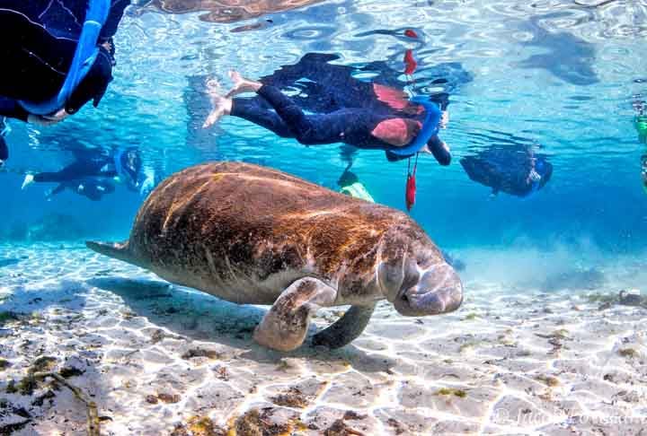 Peixe-boi: Conhecido como "vaca marinha", esse mamífero aquático tem 4 espécies no mundo. Atinge velocidade máxima de 5 km/h.