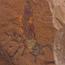 Surpresa na Ciência: fóssil de mosca de 15 milhões de anos é de espécie nova - Reprodução da Universidade de Canberra
