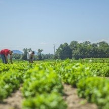 Excedentes da agricultura viram renda com apoio industrial - DINO