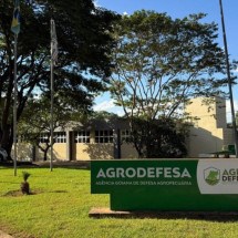 Goiás tem caso de gripe aviária em criação de galinhas doméstica - Divulgação