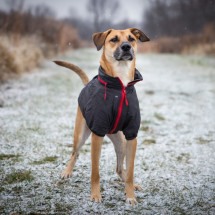 Cuidados com os pets: veja como proteger seu amiguinho nos dias frios - wirestock/FreePik
