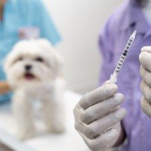 Sabará terá nova vacinação contra raiva em animais  - Imagem: Freepik/Divulgação