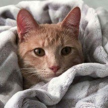 Prepare o cobertor! Sabará terá final de semana marcado pelo frio - Imagem: Pexels/Divulgação