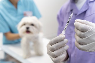 Sabará terá nova vacinação contra raiva em animais 