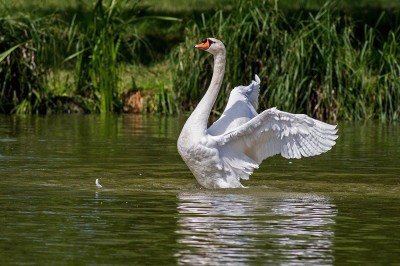 Uma das aves aquáticas mais bonitas da fauna mundial, o cisne está muito presente em movimentos culturais, como peças teatrais e ballets. O Flipar, então, mostra as características desse animal, que traz um misto de elegância e singeleza - 