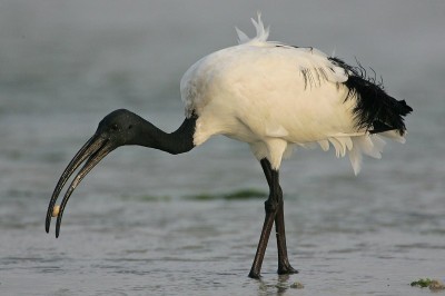 Os bicos são estruturas fascinantes que variam de forma, tamanho e função entre as diferentes espécies de aves e alguns outros animais. Entre as aves, alguns se destacam por formatos e funções. -  (crédito: Steve Garvie wikimedia commons)