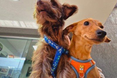 Em comemoração aos 100 anos da entidade, neste sábado (13/6), a SMPA promove evento de adoção de cães e gatos. -  (crédito: Jair Amaral/EM/D.A Press)