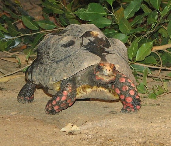 O animal passa por exames bioquímicos, hemograma e uma avaliação comportamental para verificar se pode ser devolvido à natureza.