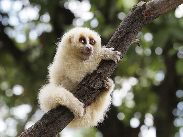 LÃ³ris ou macaco lento: O Ãºnico primata peÃ§onhento, Ã© "veloz" entre os animais lentos, alcanÃ§ando atÃ© 2 km/h. O que ele tem de fofo na aparÃªncia, tem de perigoso. Esconde em sua saliva e nas patas um veneno perigoso.