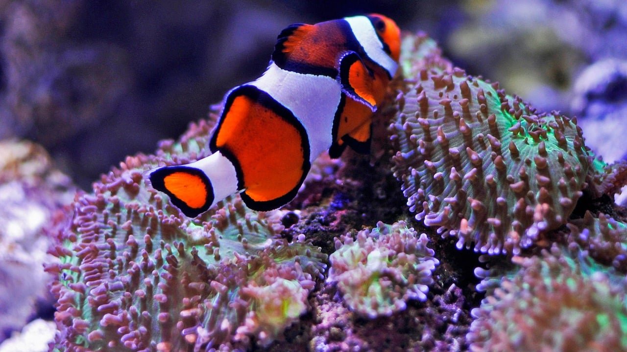 O peixe-palhaço tem dentes diminutos, mas bastante eficientes. Com eles, o peixe se comunica, rasga as algas para se alimentar, prende suas presas e mantém os tentáculos de sua anêmona limpos.