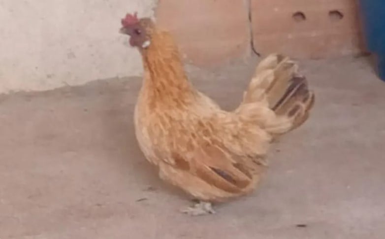Os ovos "deformados" foram  postos por uma galinha garnisé, que acabou se tornando alvo de curiosidade, pois ninguém entendia como a ave poderia botar aqueles tipos de ovos.