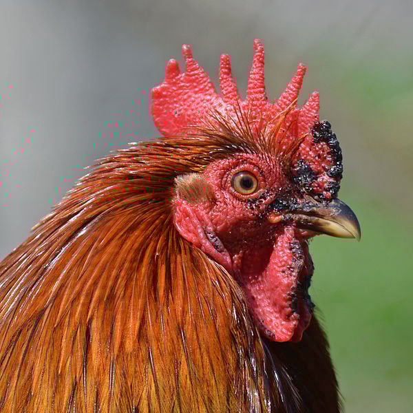 Também conhecida como minigalinha, a raça tem em média um quinto de tamanho da galinha comum e é fruto de cruzamentos aleatórios. 