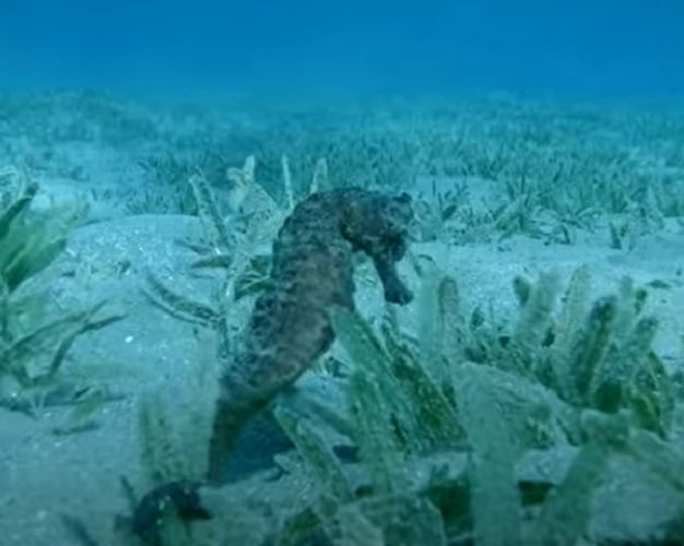 Cavalo-marinho: Esses peixes são lentos devido à sua estrutura corporal complexa, nadando verticalmente. Atinge apenas 0,09 km/h. Pode medir até 30 cm e pesar até 100 gramas