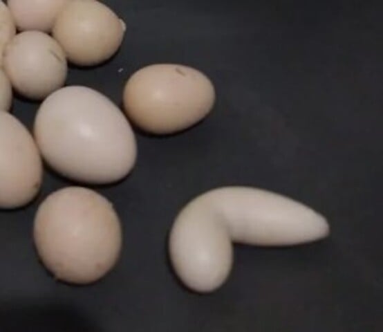 Amigo de Júlio César, o ambientalista Ildeano Silva compartilhou fotos dos ovos nas redes sociais. E um deles parecia até um biscoito de polvilho, como ele observou.