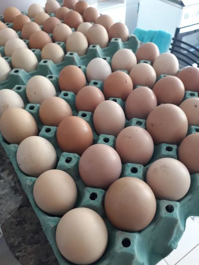 Cabe salientar que as galinhas caipiras são criadas em sítio, de forma mais natural, sem gaiolas e com uma alimentação balanceada. Diferente das aves dos ovos de granja, que são criadas de forma mais convencional.
