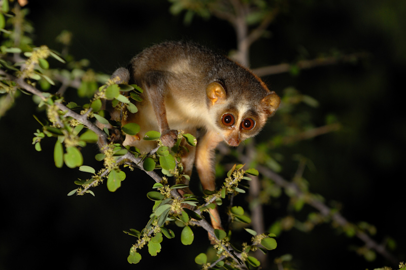 É encontrado no Subcontinente indiano, Sudeste asiático, China e no Arquipélago Malaio. Pequeno e leve, enfrenta grave perigo de extinção devido à destruição do habitat.