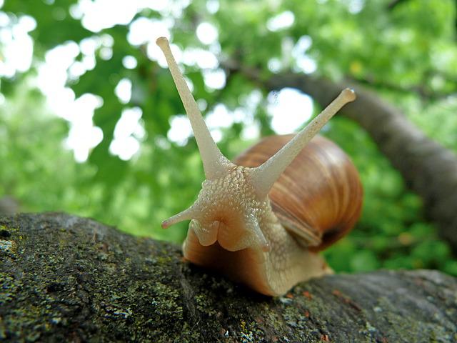 Os caracóis são herbívoros que gostam de hibernar, preferindo a sombra em zonas úmidas mediterrâneas. Hermafroditas incompletos, precisam de um parceiro para a cópula.
