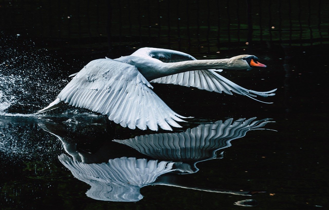 As aves adultas não possuem penas entre os olhos e o bico. Quanto ao dimorfismo sexual, elas se apresentam apenas no peso e no tamanho, com os machos sendo ligeiramente maiores.
