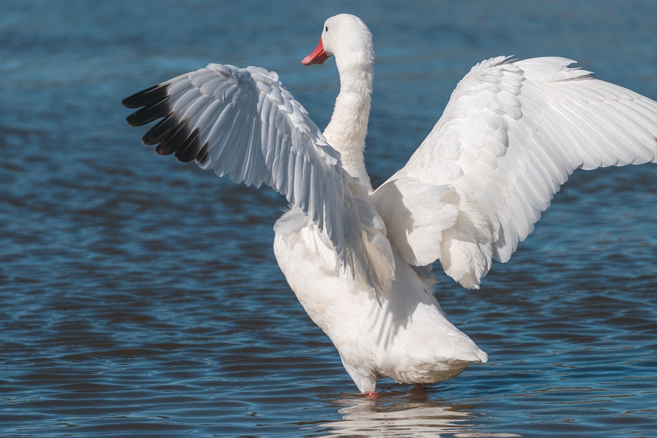 Em grande parte dos mitos e das culturas espalhadas por todo o mundo, o cisne branco é um animal associado à pureza e à luz, enquanto que o cisne negro se associa ao oculto e ao misterioso.