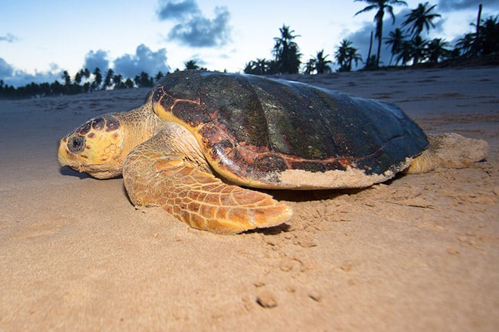 As tartarugas são referências quando se trata de lentidão no mundo animal porque andam a 0,040 km/h. Como o casco a protege de predadores, a espécie não necessita correr. 