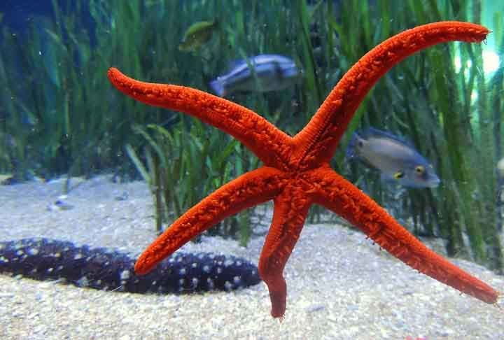 Com mais de 2.000 tipos, elas se deixam levar pelas correntes oceânicas, não sendo feitas para percorrer longas distâncias.