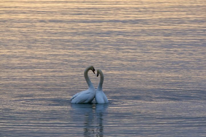 O cisne é uma figura comum na heráldica, sendo adotado em inúmeros brasões e escudos de localidades diversas. Uma delas, por exemplo, é a face nacional das moedas de euro finlandesas, assim como o Brasão de armas de Camberra.