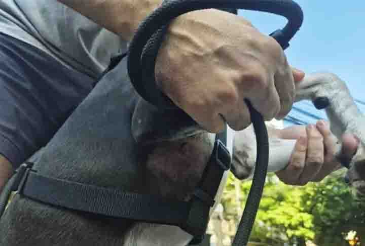 Em 5/1/2025, um policial reformado se machucou ao tentar salvar seu cachorro, atacado por um pitbull que estava solto e sem focinheira  no bairro do Maracanã, no Rio de Janeiro (RJ). O pequeno Oreo ficou com quatro feridas após o ataque