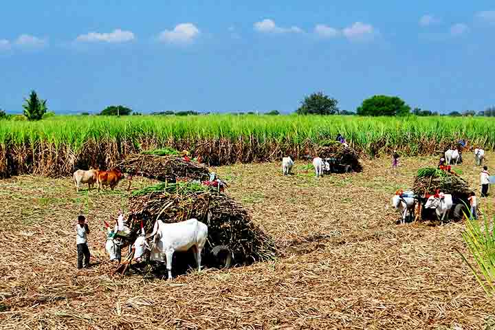 Sustentabilidade e poder econômico da cana-de-açúcar no Brasil