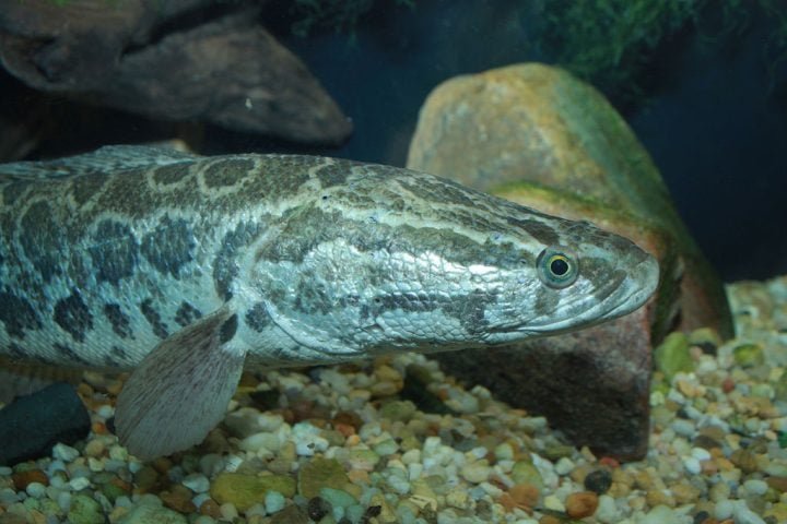A orientação das autoridades é clara: se alguém encontrar esse peixe, deve matá-lo cortando sua cabeça ou congelando-o.