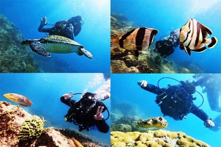 Arraial do Cabo é considerado um dos melhores destinos de mergulho do Brasil, com águas claras e rica vida marinha. Os pontos de mergulho, íveis por barco, permitem observar tartarugas, cardumes, corais e até naufrágios.