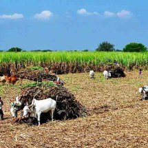Sustentabilidade e poder econômico da cana-de-açúcar no Brasil - Imagem de Bishnu Sarangi por Pixabay