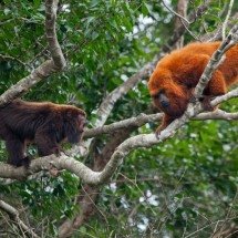 Após 260 anos, macacos bugios-ruivos aparecem em florestas catarinenses - Divulgação Gustavo Fonseca - Instituto Fauna Brasil 