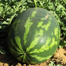 Melancia é tudo de bom:  baixa caloria, nutritiva e hidratante - Imagem de Dimitris Vetsikas por Pixabay

