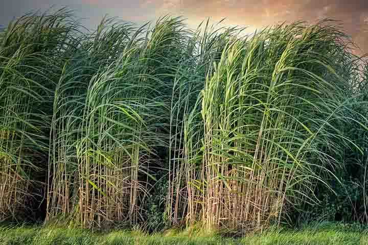 Esse alimento tem caules robustos e articulados que são ricos em sacarose. Além disso, a cana pertence à Poaceae, uma família de plantas economicamente importantes, como milho, trigo, arroz e sorgo e muitas culturas forrageiras.