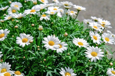 Uma das flores mais delicadas e populares da natureza, a margarida pode criar um espaço colorido e alegre, sendo ótima opção para decorações e arranjos. Confira, então, as características dessa flor versátil e resistente, oriundas da Europa, mas que conquistaram o mundo.   -  (crédito: Imagem de Couleur por Pixabay)