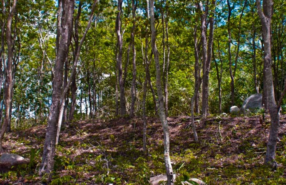 50 mil mudas da espécie foram plantadas na Estação Ecológica de Tapacurá, que pertence à Universidade Federal Rural de Pernambuco.