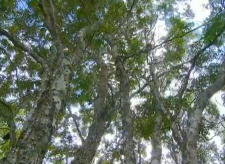 O pau-brasil está presente numa ampla extensão que abrange Rio Grande do Norte, Paraíba, Pernambuco, Alagoas, Sergipe, Bahia, Espírito Santo e Rio de Janeiro.