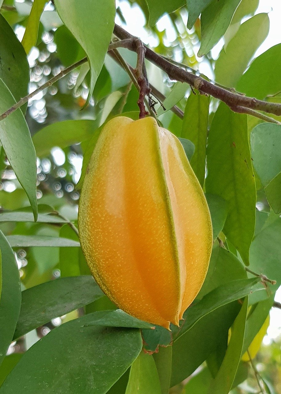 Diante disso, as fibras, presentes em ótimas quantidades na carambola, ajudam a prolongar o tempo de digestão dos alimentos, controlando a fome e ajudando no emagrecimento.