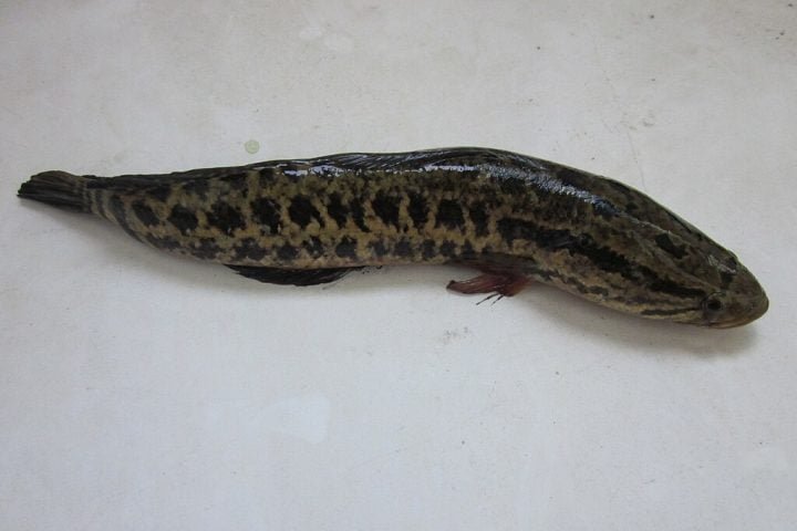 Como a sua carne é usada para alimentação, é provável que alguns deles tenham sido trazidos vivos, de forma ilegal, para serem criados em cativeiro e vendidos depois.
