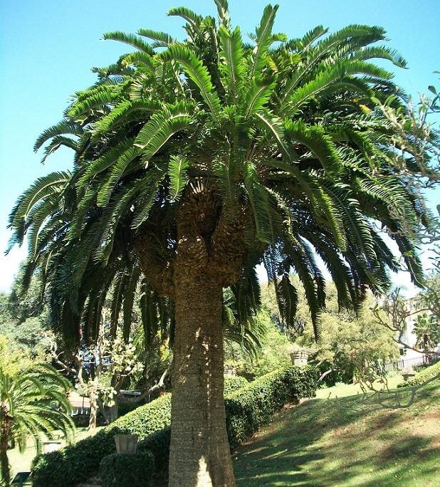 Hoje, todos os Encephalartos woodii que existem são clones desse único espécime macho coletado em 1895. 