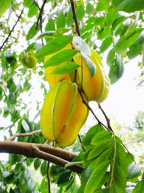 O fruto maduro possui um tom amarelo levemente esverdeado. A época boa para encontrar a carambola na feira ou no mercado acontece duas vezes ao ano, um logo no início e outro na metade desse período.