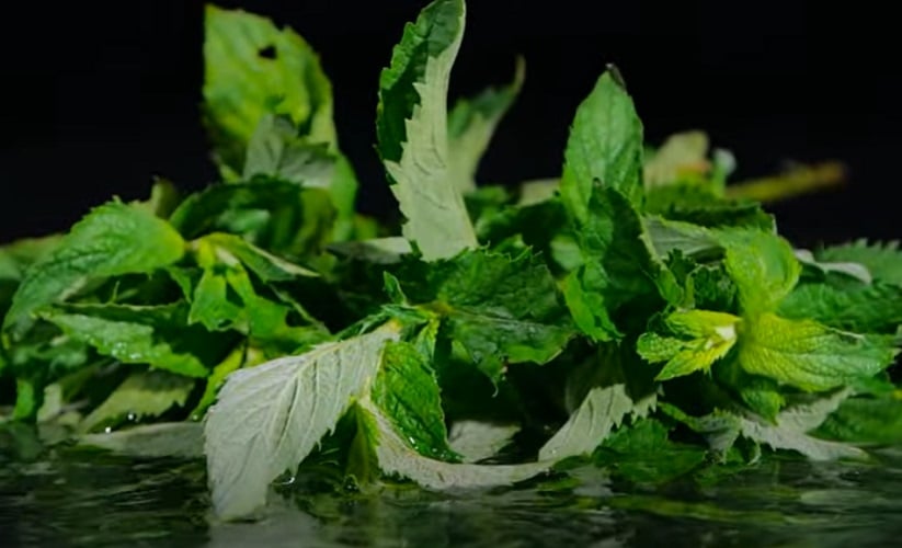HORTELÃ - O mentol presente na hortelã refresca o hálito e possui ação antibacteriana. Mastigue folhas frescas ou faça chá.
