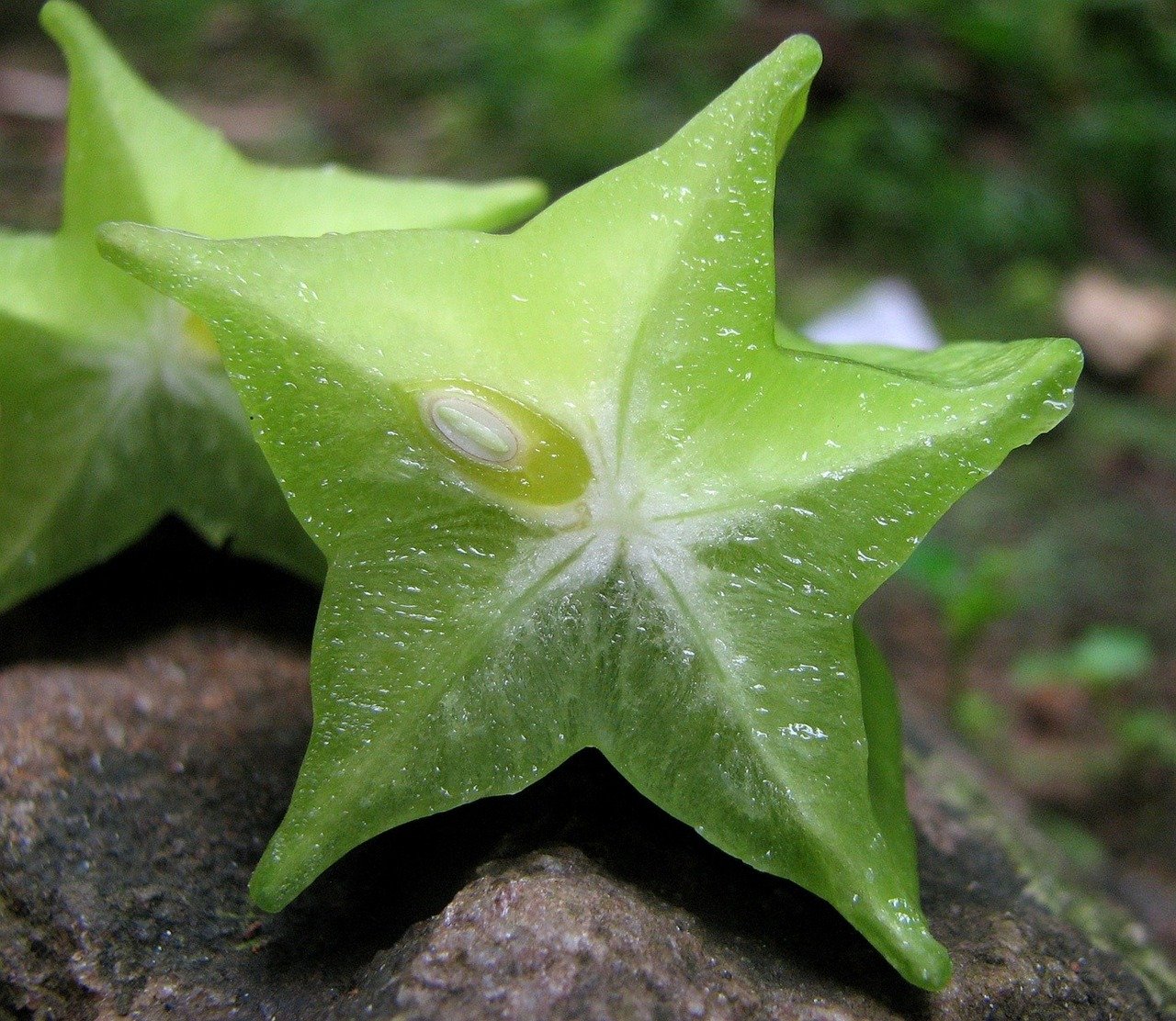 Eles são cultivados comercialmente na Índia, sudeste da Ásia, sul da China, Taiwan e sul dos Estados Unidos. Além disso, aparecem na América Central, América do Sul e no estado americano do Havaí, no Caribe.
