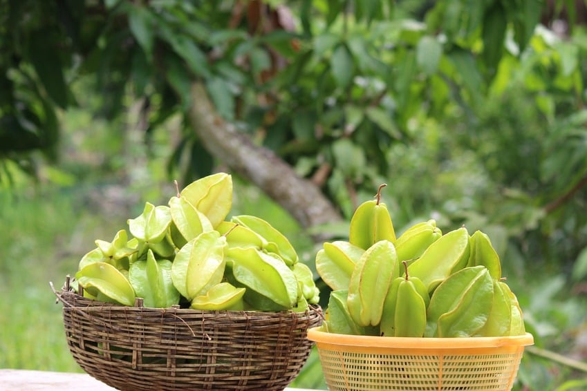 As fibras da carambola também atuam como um probiótico, fortalecendo as bactérias benéficas do intestino e melhorando o trânsito intestinal.