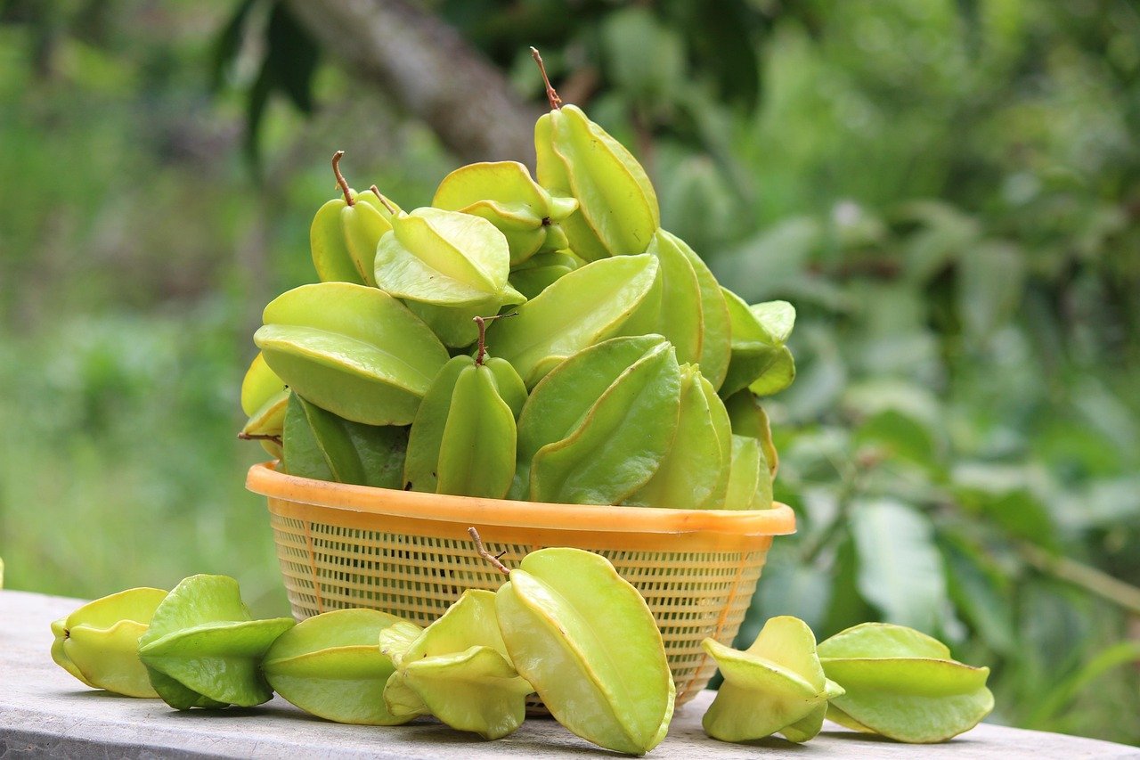Começa a produzir em torno de quatro anos de existência, dando em média duzentos frutos, podendo durar de cinquenta a setenta anos. 