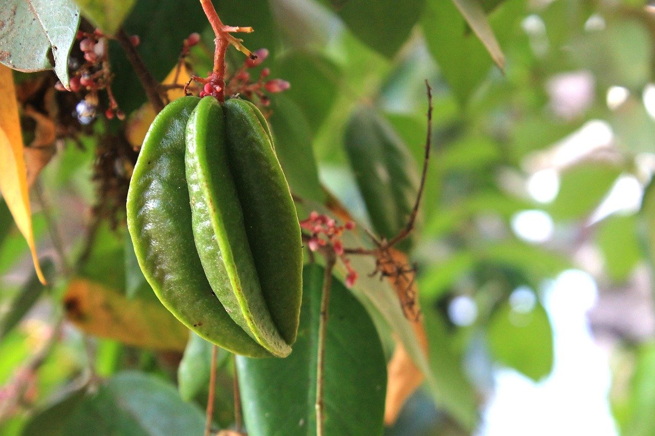 A carambola chegou ao Brasil no século XVIII. Inicialmente, o seu cultivo era mais comum no Nordeste, mas com o tempo espalhou-se por outras regiões do país, sendo que o interior de São Paulo se tornou um importante centro de produção. 