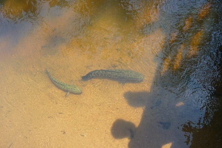 “Como estão fora de seu ambiente natural [...], esses peixes frequentemente crescem, se reproduzem e se espalham muito rapidamente”, explicou a coordenadora do Departamento de Conservação do Missouri, Angela Sokolowski.
