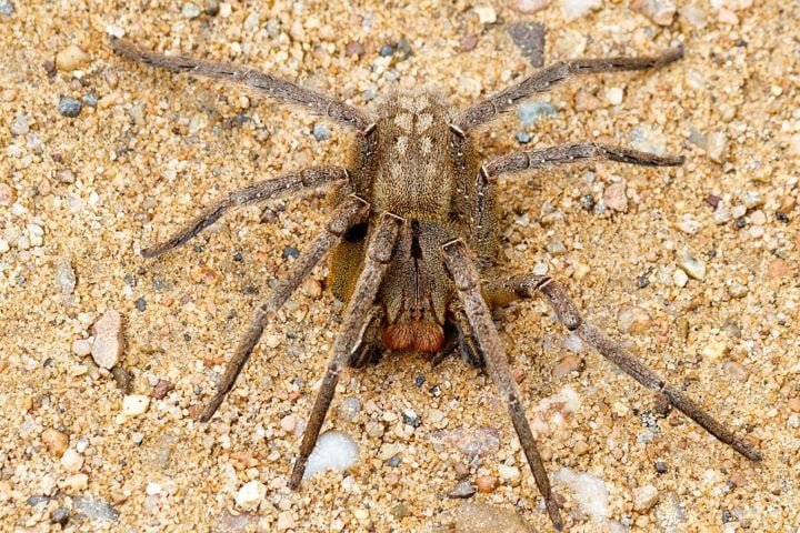Aranha-armadeira - Essa espécie é encontrada no Brasil, Paraguai, Argentina e Uruguai. Tem patas grandes, de até 15 cm. E corpo de quase 5 cm. O veneno causa dor intensa e pode resultar em impotência sexual definitiva. 