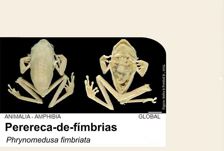 Em alguns lugares do mundo, as rãs são servidas em restaurantes. Trata-se da espécie Aquarana catesbeiana, mais conhecida como rã-touro, que vêm de criadouros, ou seja, fora da natureza.